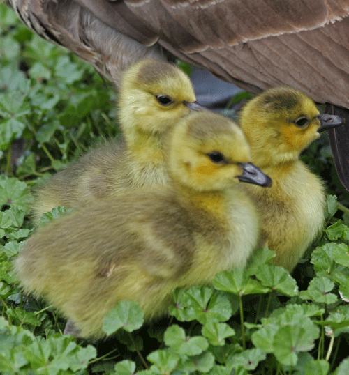 Sweet Little Babies