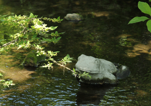 Cool little froggie