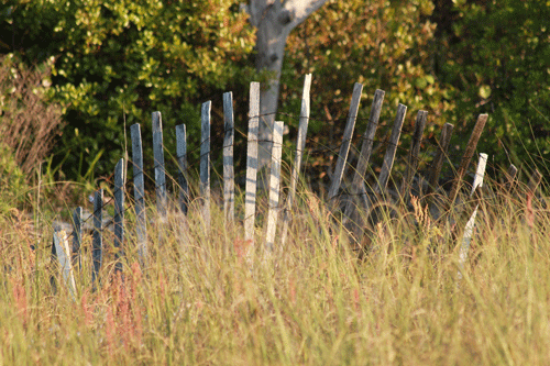 Beautiful Sea Grass and Fence