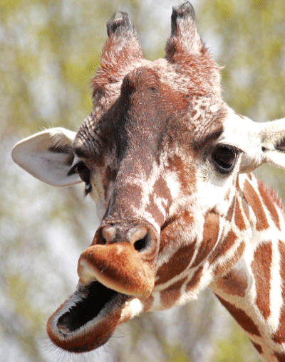 Giraffe LIps