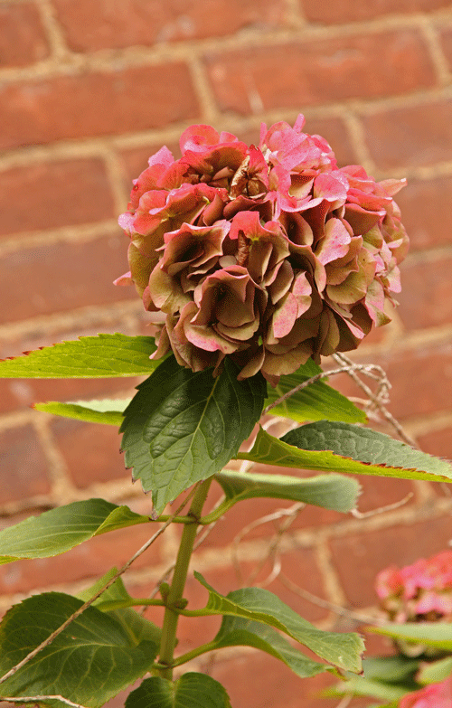 Hydrangea in Bloom