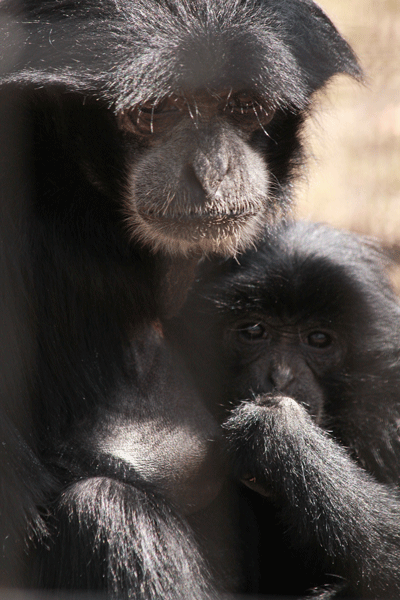 Mama and Baby