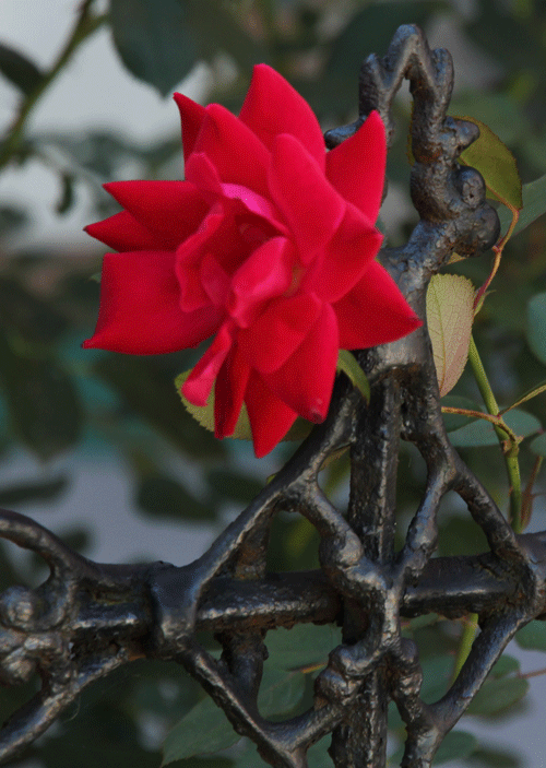 Rose fading Bloom