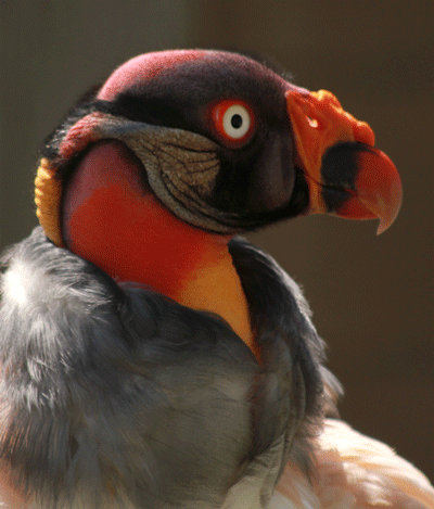 Colorful Vulture