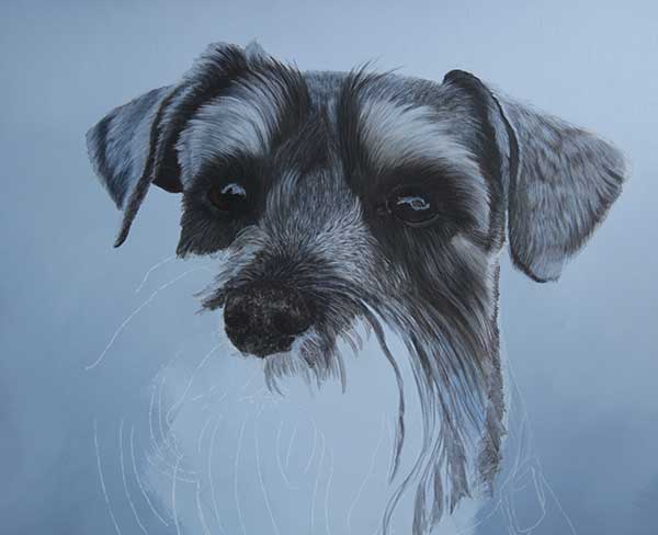 Work In Progress Miniature schnauzer