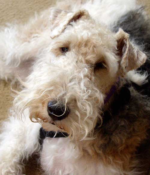 Cosmo my wire fox terrier