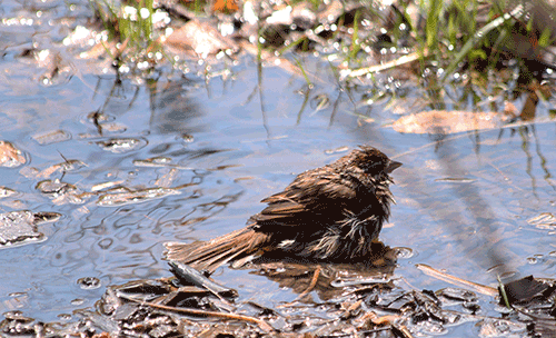 Birdbath