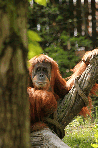 Orangutan