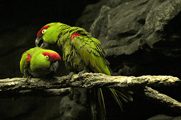 Parrots