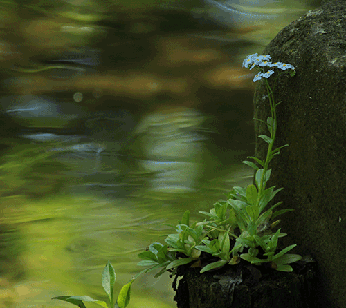 Blue-Flowerswater