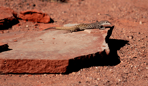 Canyon-Lizard