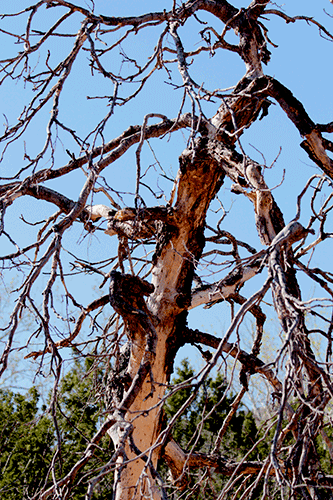 Gnarly-Tree