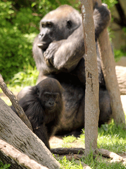 Gorilla-Baby-and-Mom