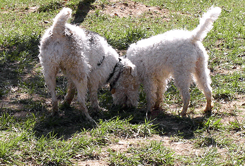 In loving memory of Cosmo and Belle……