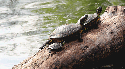 Turtle-Family