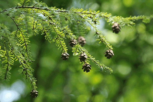 pinecones