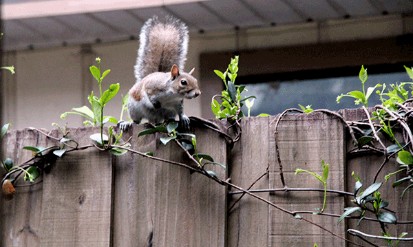 squirrel