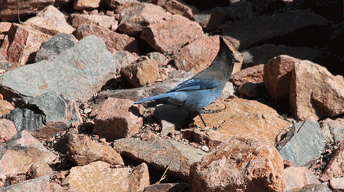 Stellar-Jay