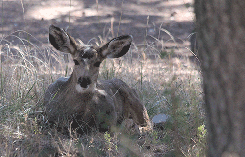 deer-laying-down