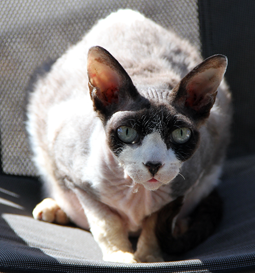 Black and White Kitty