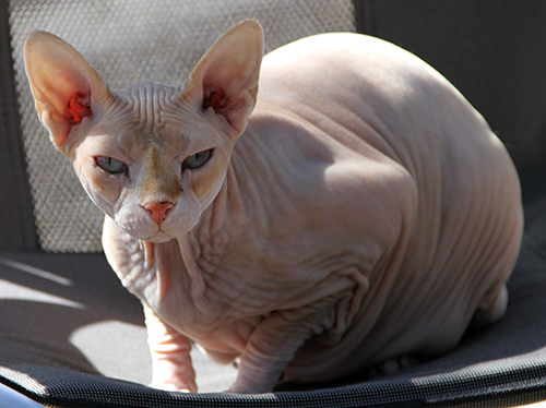 Hairless Cat