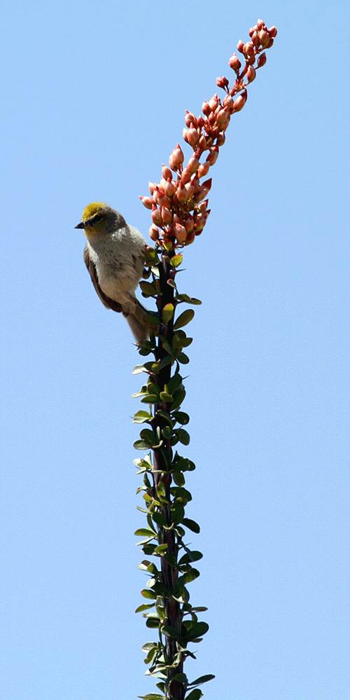 Spring Birds