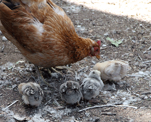 Mama and babies