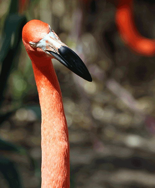 Jerome and Albuquerque Zoo