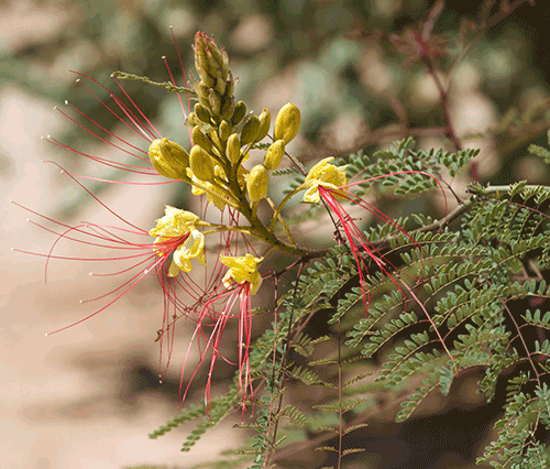 Delicate Flower