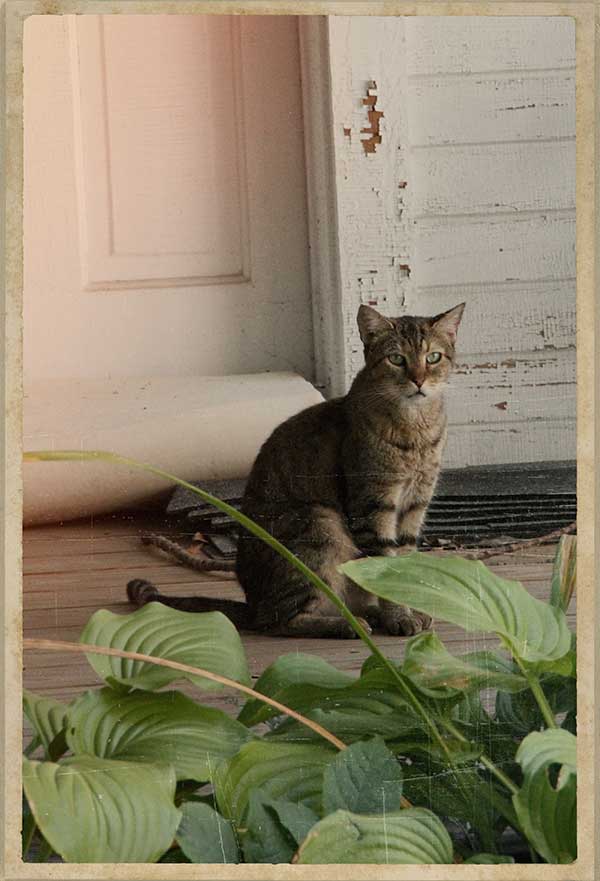 Kitty on Porch