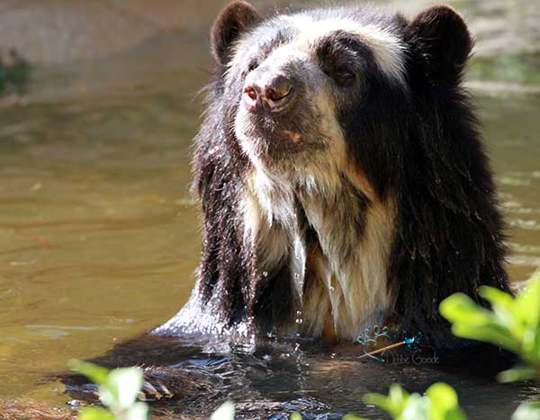 Speckled bear