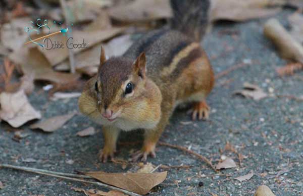 Chipmunk with full cheeks