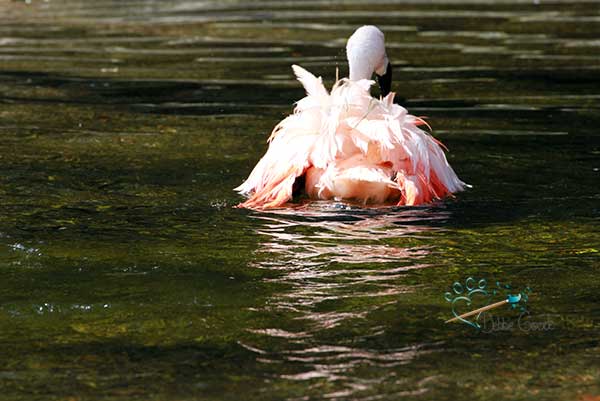 Flamingo in pond