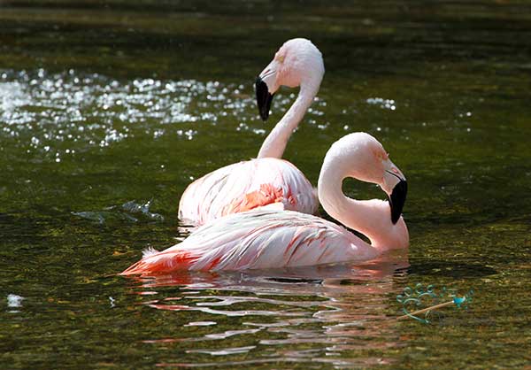 Flamingos swimming