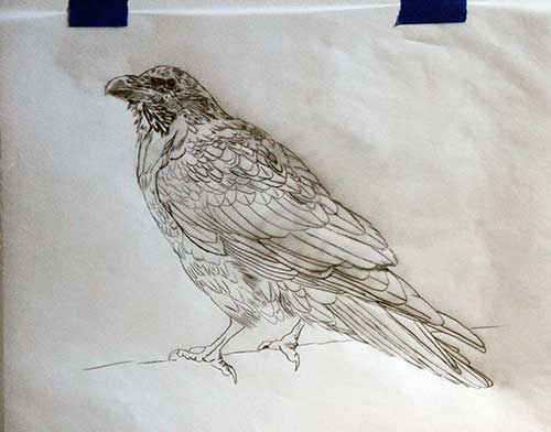 raven-sketch