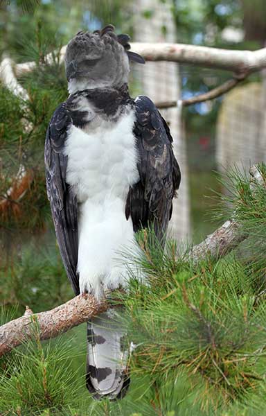 Harpy-Eagle