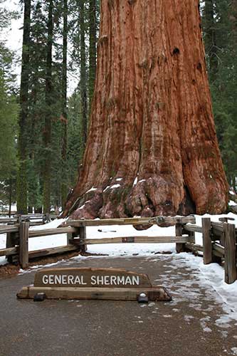 General-Sherman