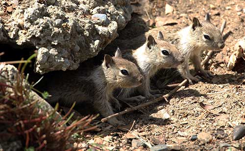 Ground-squirrels