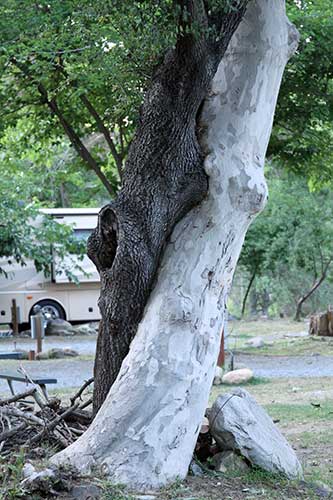 Tree-Hug-Close-up